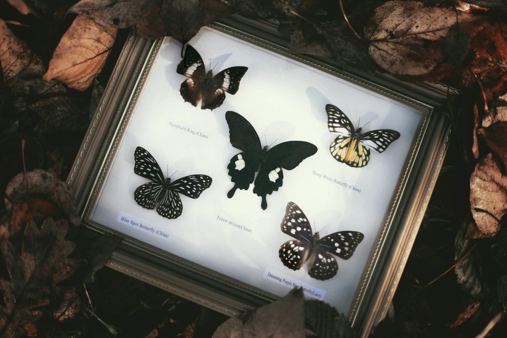 Taxidermy Butterfly Shadow Box